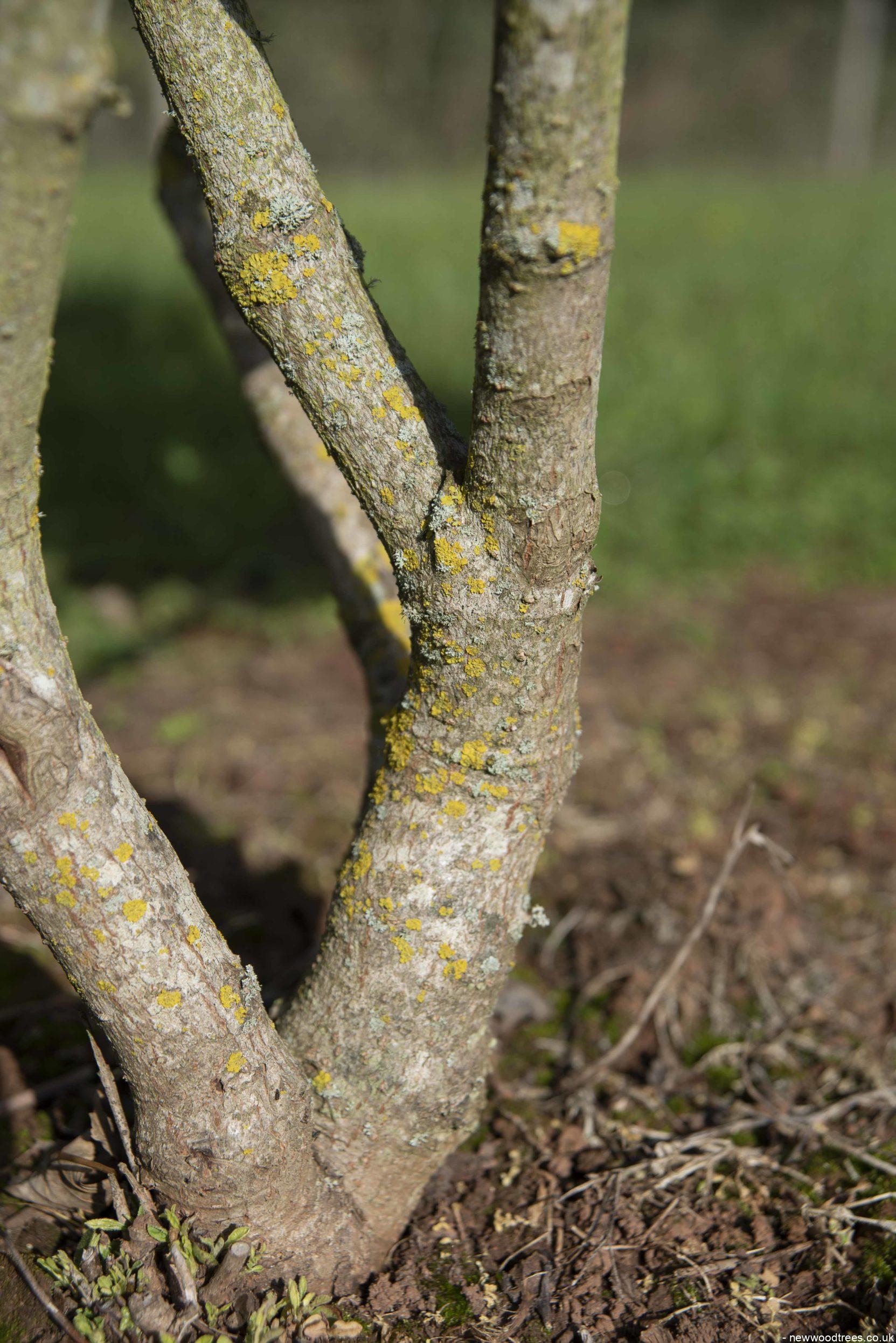 Viburnum carcephallum 4 1 1663x2491 1