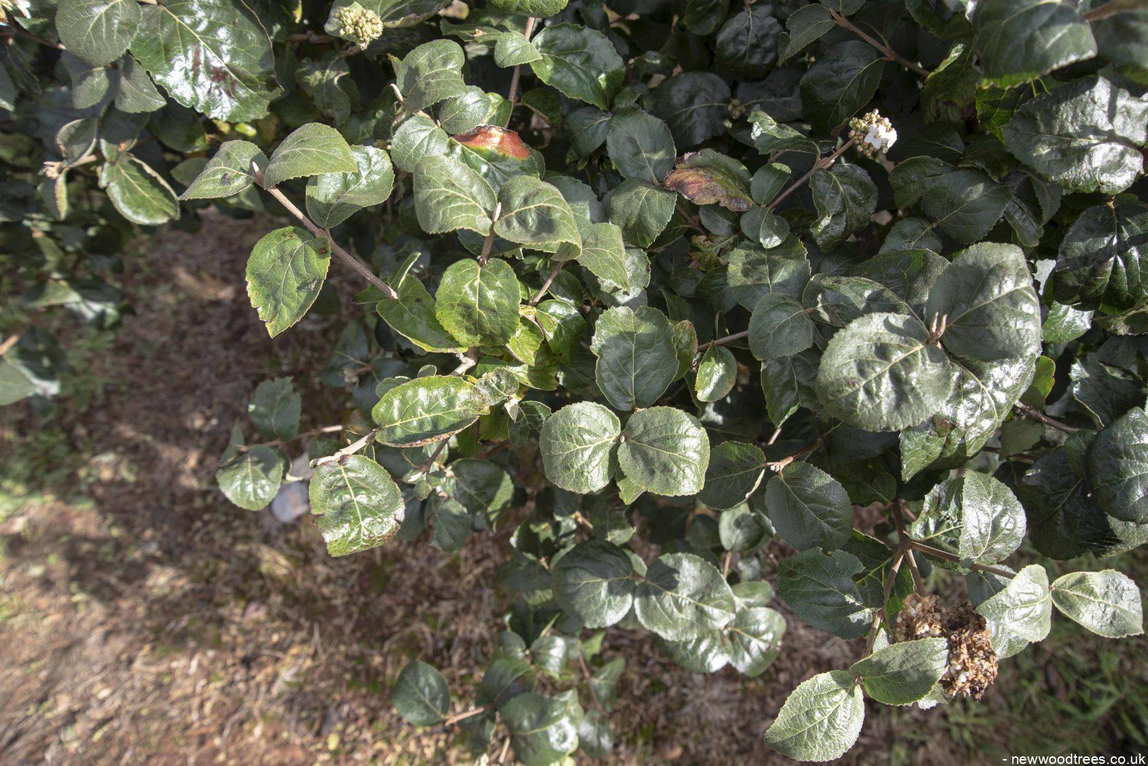 Viburnum carcephallum 5 1 1663x1110 1