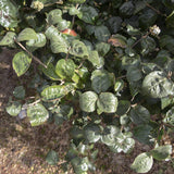 Viburnum carcephallum 5 1 1663x1110 1