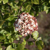Viburnum carlcephallum