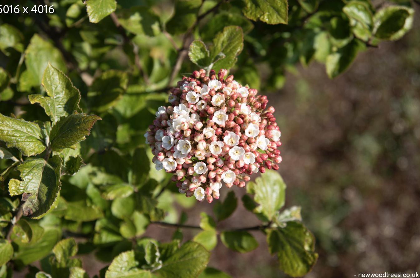 Viburnum carlcephallum