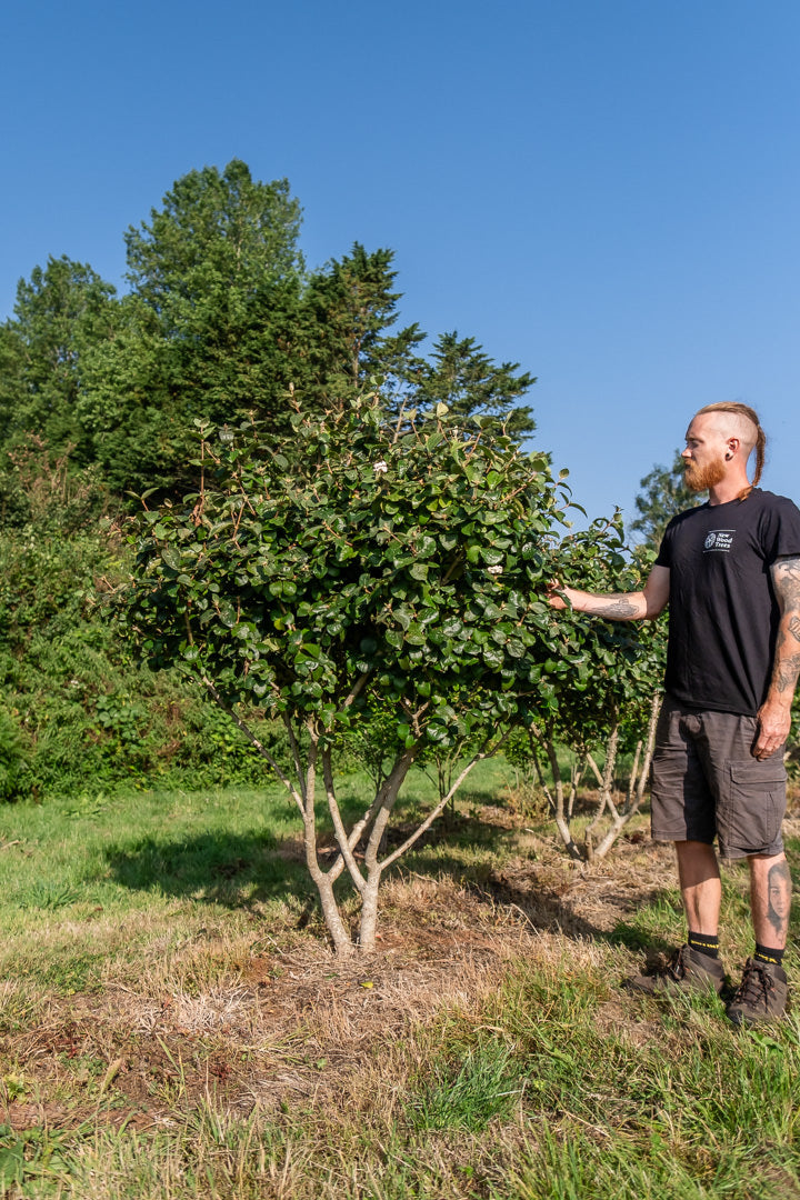 Viburnum carlcephalum NWT Products 25 26 0004