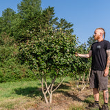 Viburnum carlcephalum NWT Products 25 26 0004