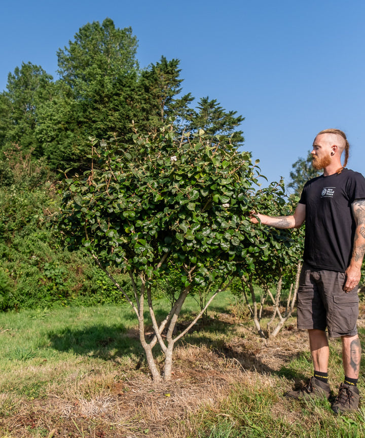 Viburnum carlcephalum NWT Products 25 26 0004