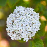 Viburnum carlephallum 1 scaled