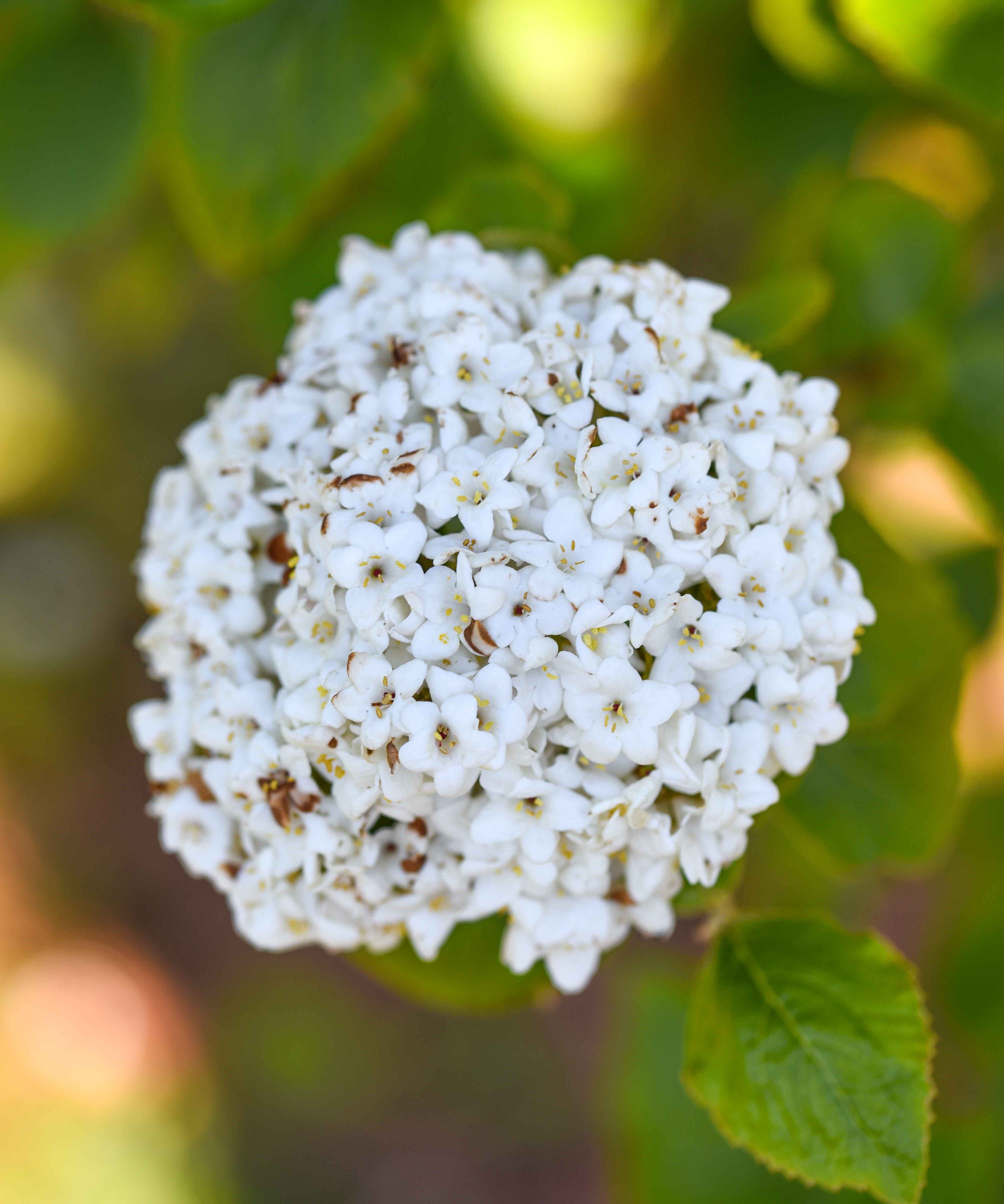 Viburnum carlephallum 1 scaled