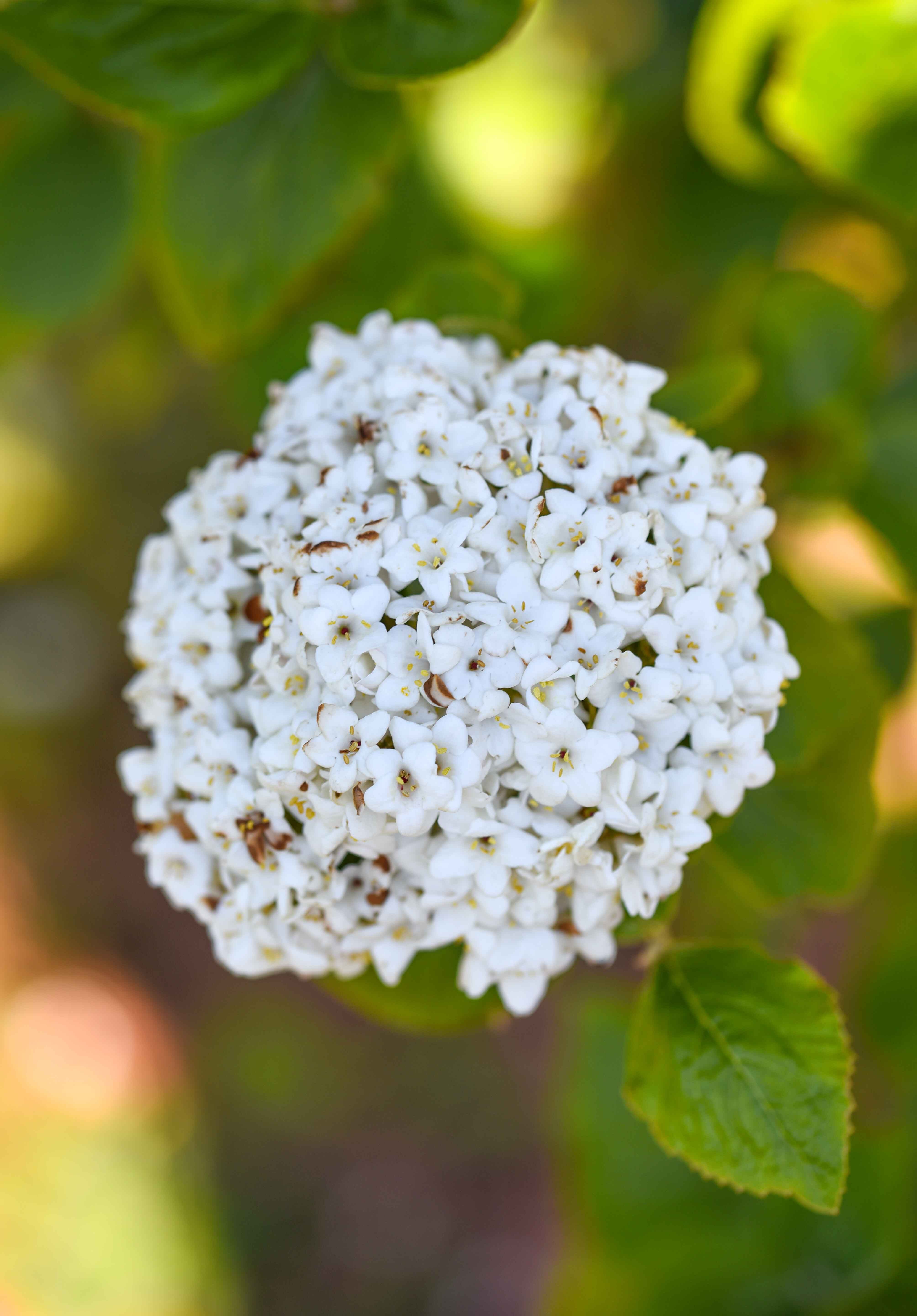 Viburnum carlephallum 1 scaled