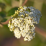 Viburnum carlephallum 3 scaled