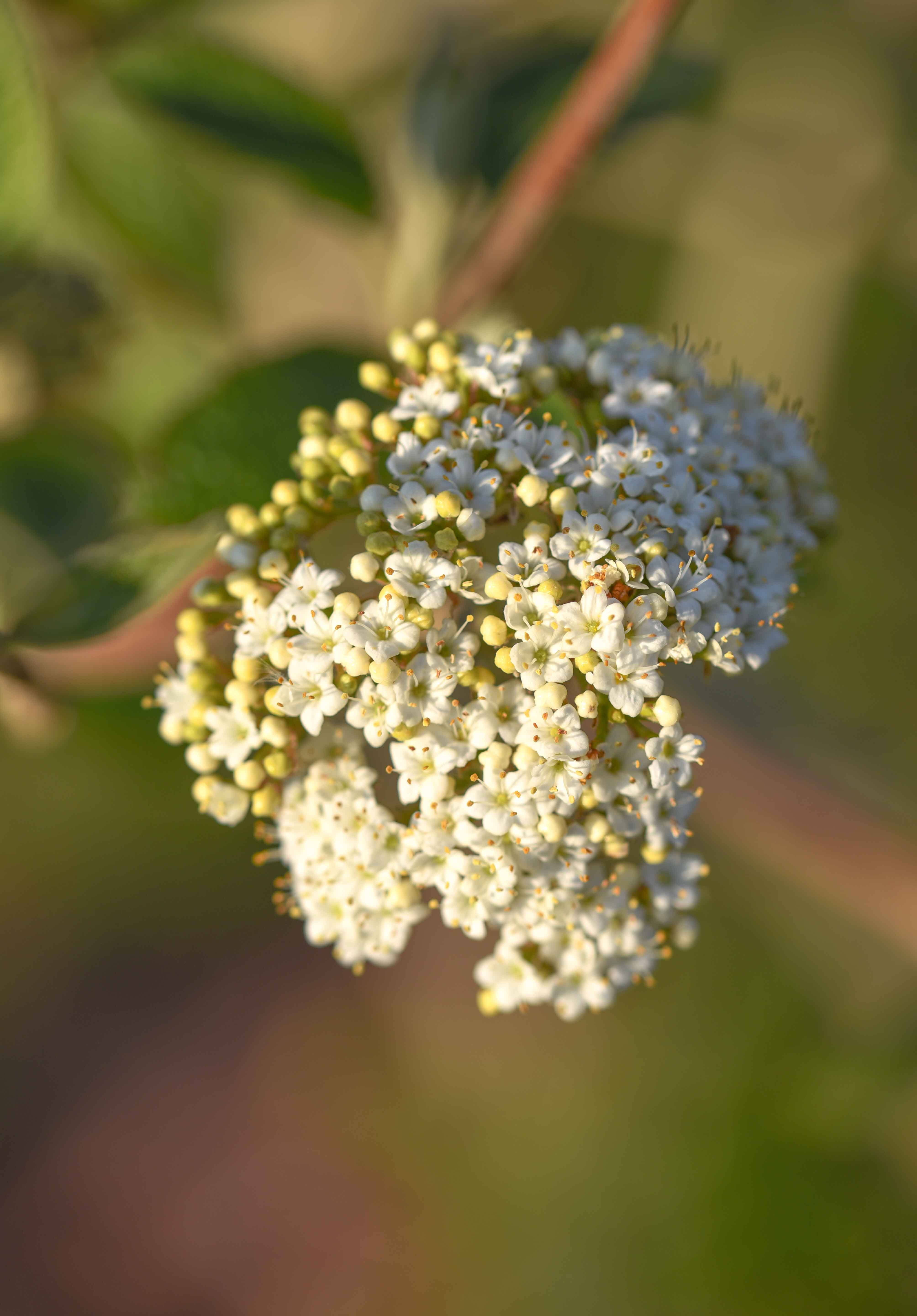 Viburnum carlephallum 3 scaled