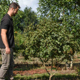 Viburnum carlesii Aurora Arrowwood Aurora scaled