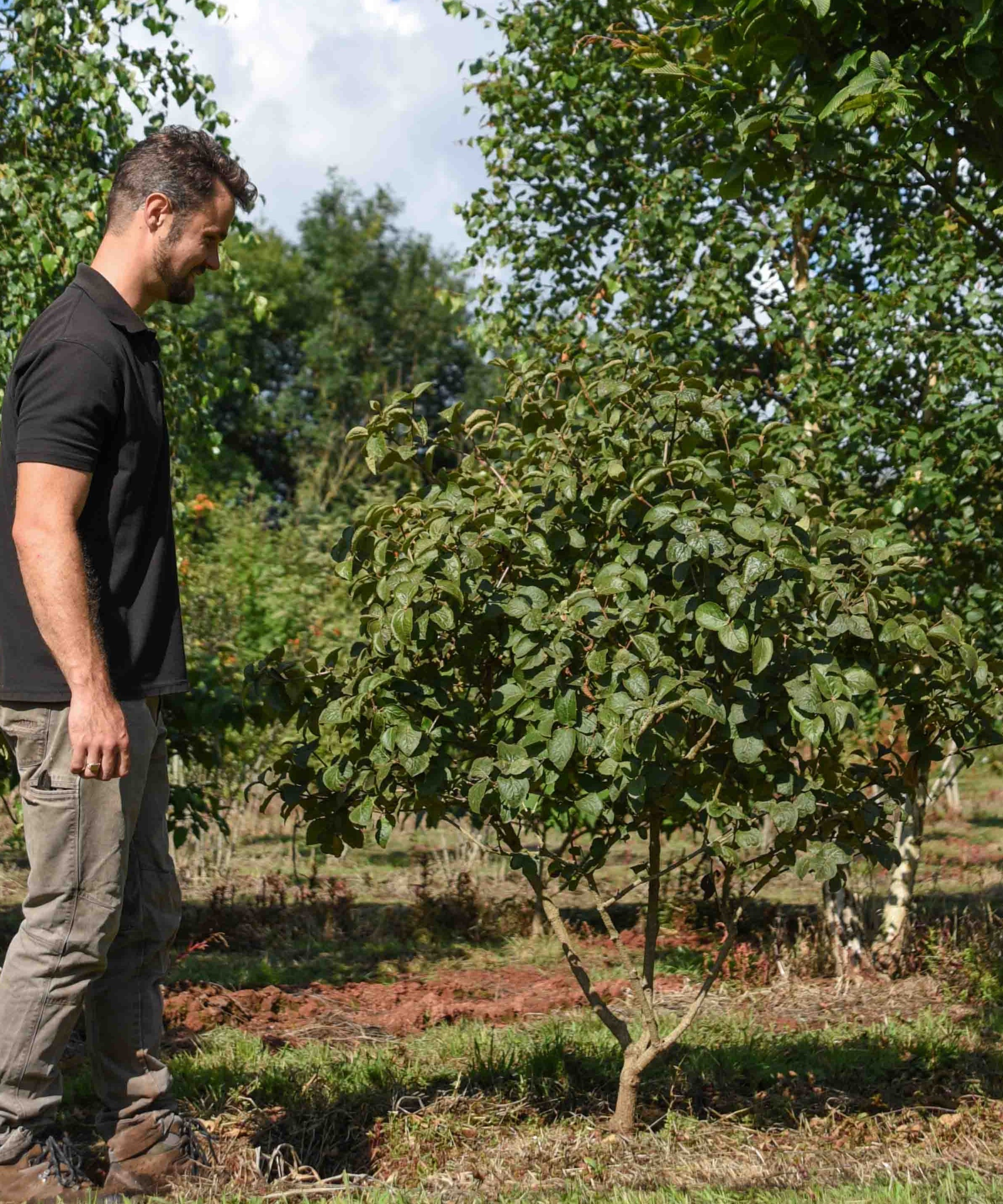 Viburnum carlesii Aurora Arrowwood Aurora scaled