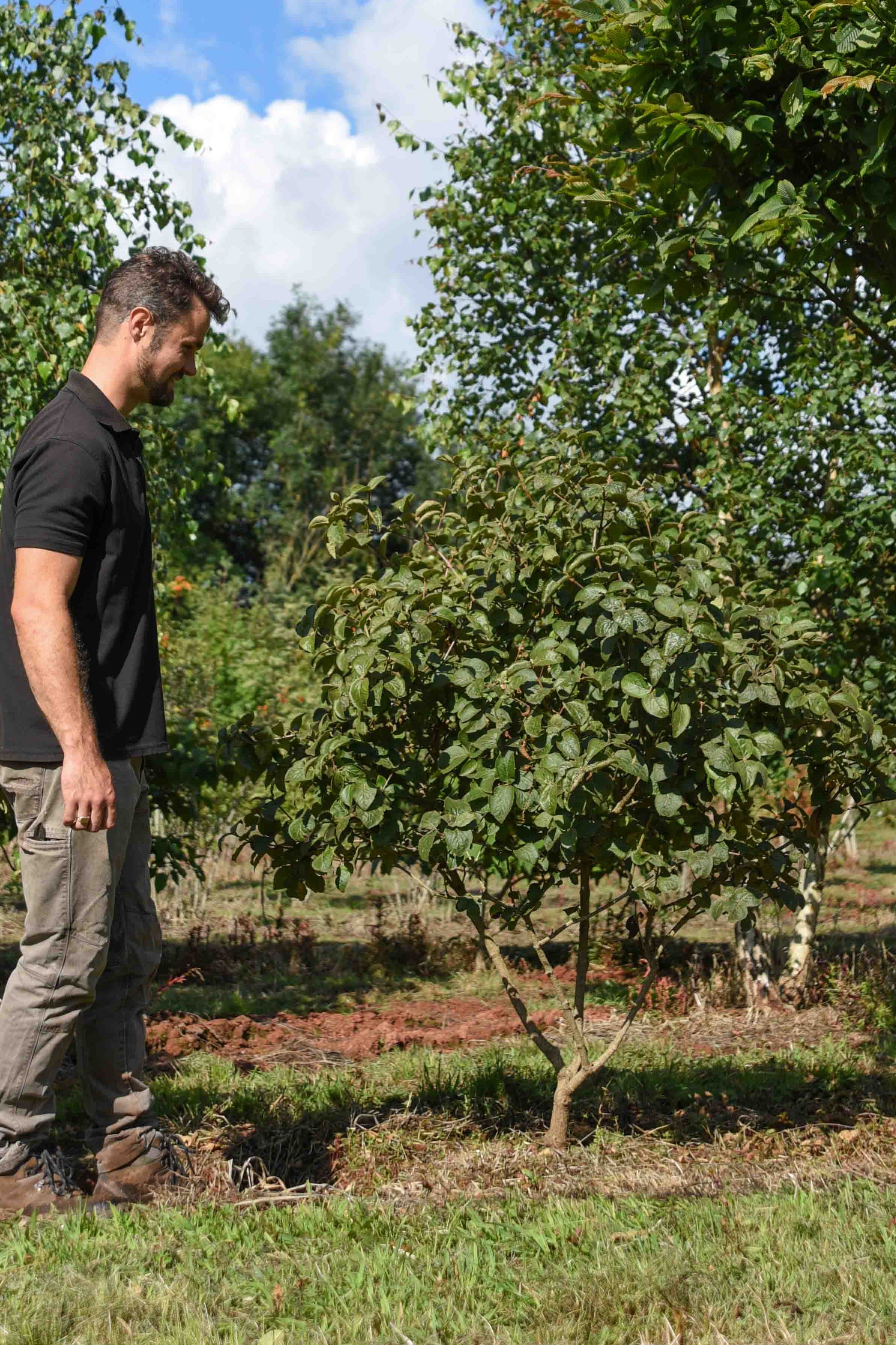 Viburnum carlesii Aurora Arrowwood Aurora scaled