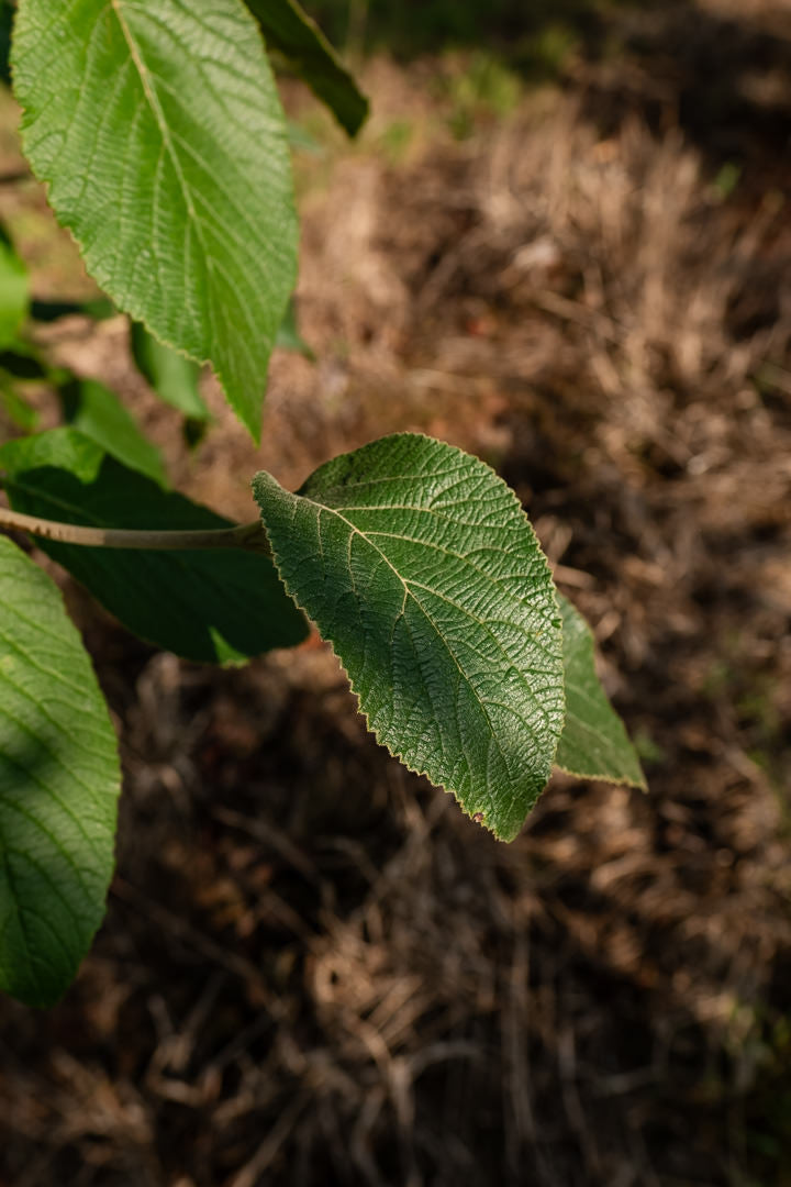 Viburnum lantana NWT Products 25 26 0026