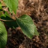 Viburnum lantana NWT Products 25 26 0026