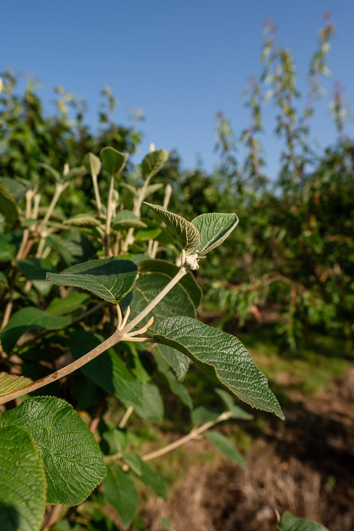 Viburnum lantana NWT Products 25 26 0027