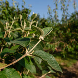 Viburnum lantana NWT Products 25 26 0027