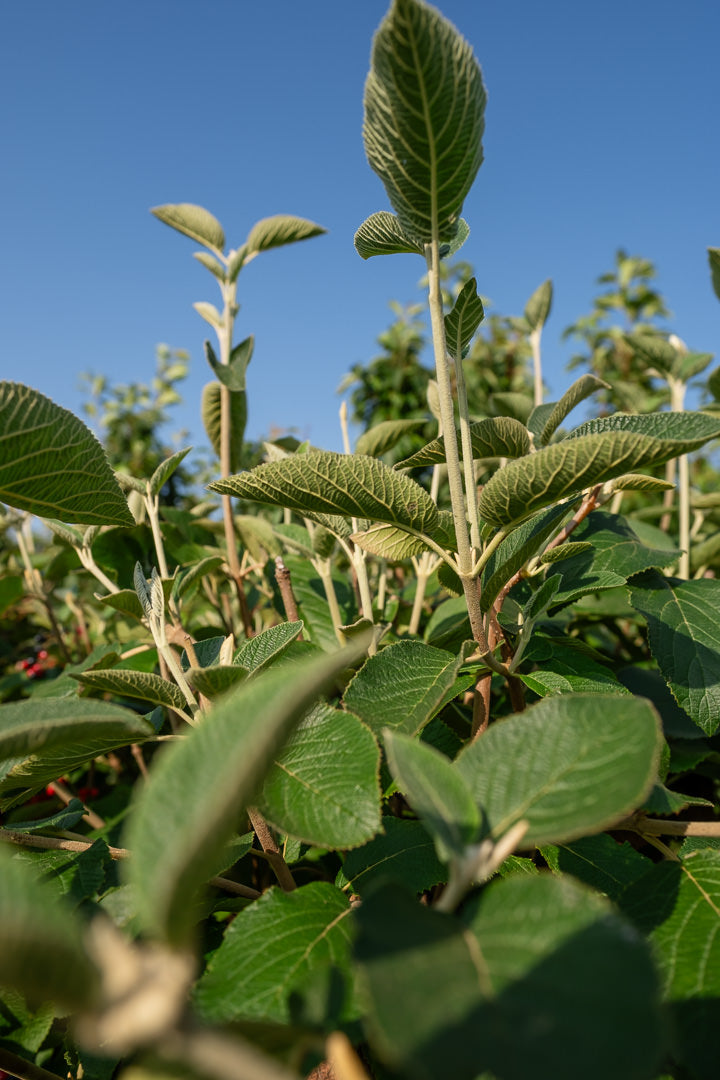 Viburnum lantana NWT Products 25 26 0029