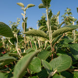 Viburnum lantana NWT Products 25 26 0029