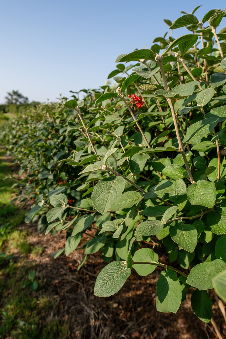 Viburnum lantana NWT Products 25 26 0035