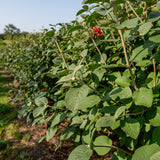 Viburnum lantana NWT Products 25 26 0035