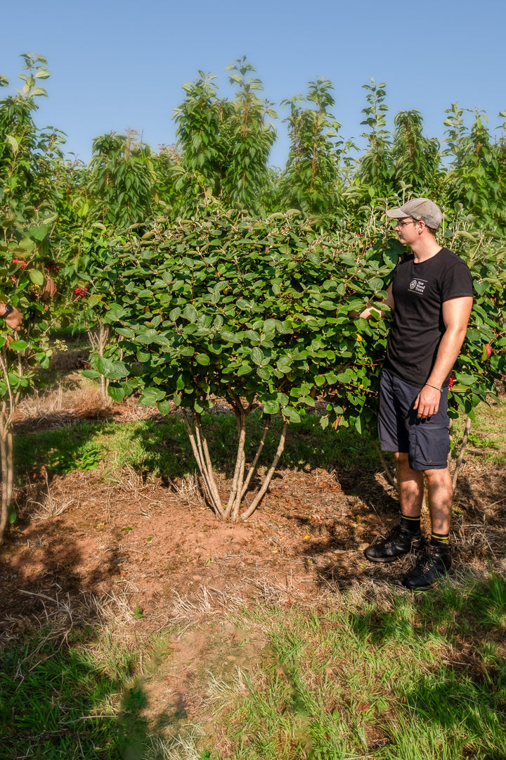 Viburnum lantana NWT Products 25 26 0039 Edit