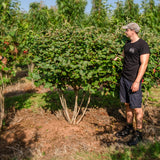 Viburnum lantana NWT Products 25 26 0039 Edit