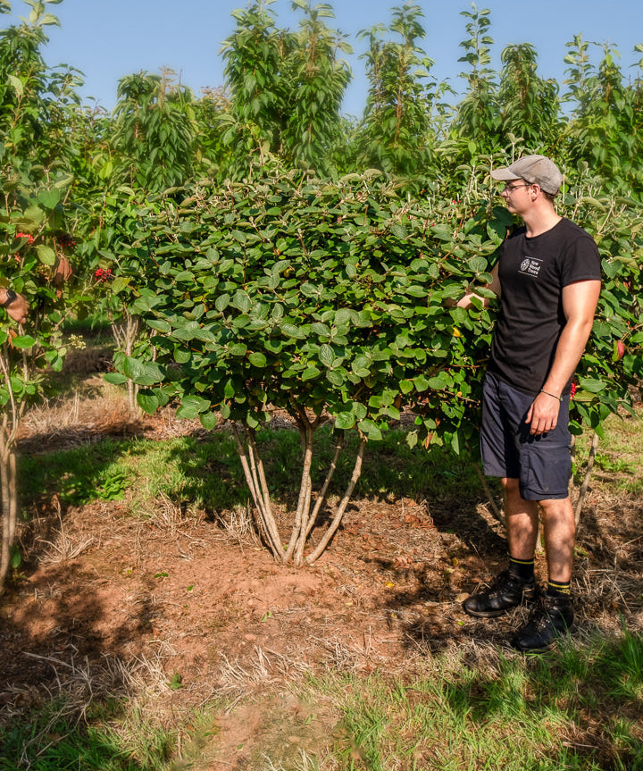 Viburnum lantana NWT Products 25 26 0039 Edit