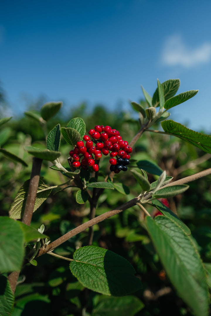 Viburnum lantana NWT products 25 26 9