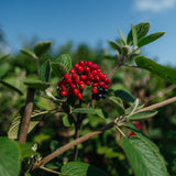 Viburnum lantana NWT products 25 26 9