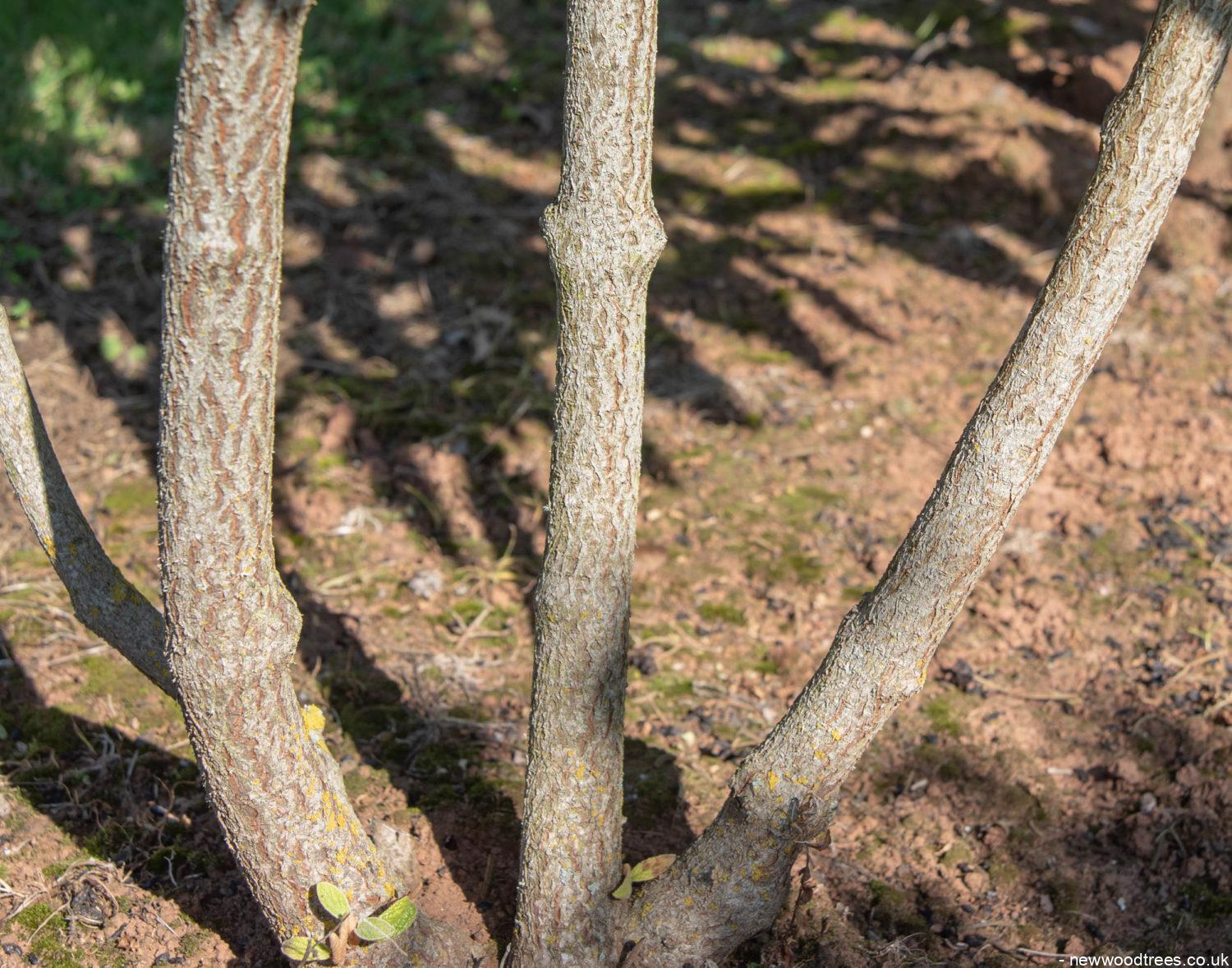 Viburnum rhytidophyllum 1500x1178 1