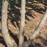 Viburnum rhytidophyllum 1500x1178 1