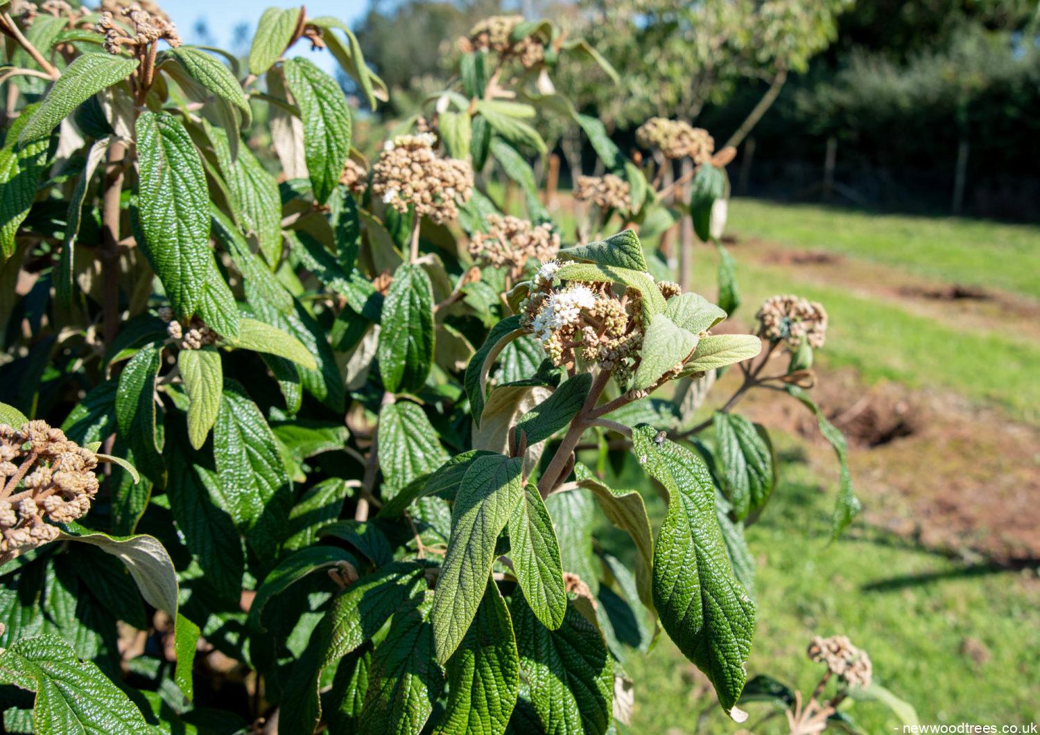 Viburnum rhytidophyllum 2 1500x1061 1