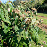 Viburnum rhytidophyllum 2 1500x1061 1