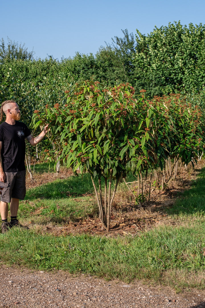Viburnum rhytidophyllum NWT Products 25 26 0006