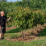 Viburnum rhytidophyllum NWT Products 25 26 0006