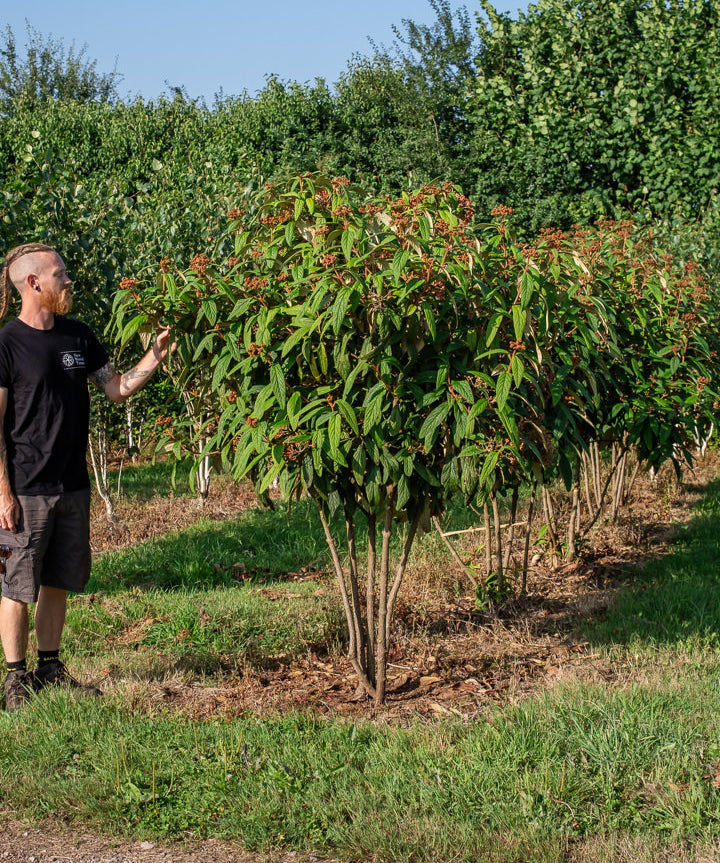 Viburnum rhytidophyllum NWT Products 25 26 0006