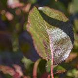 Viburnum x burkwoodii 1 1 1663x2491 1