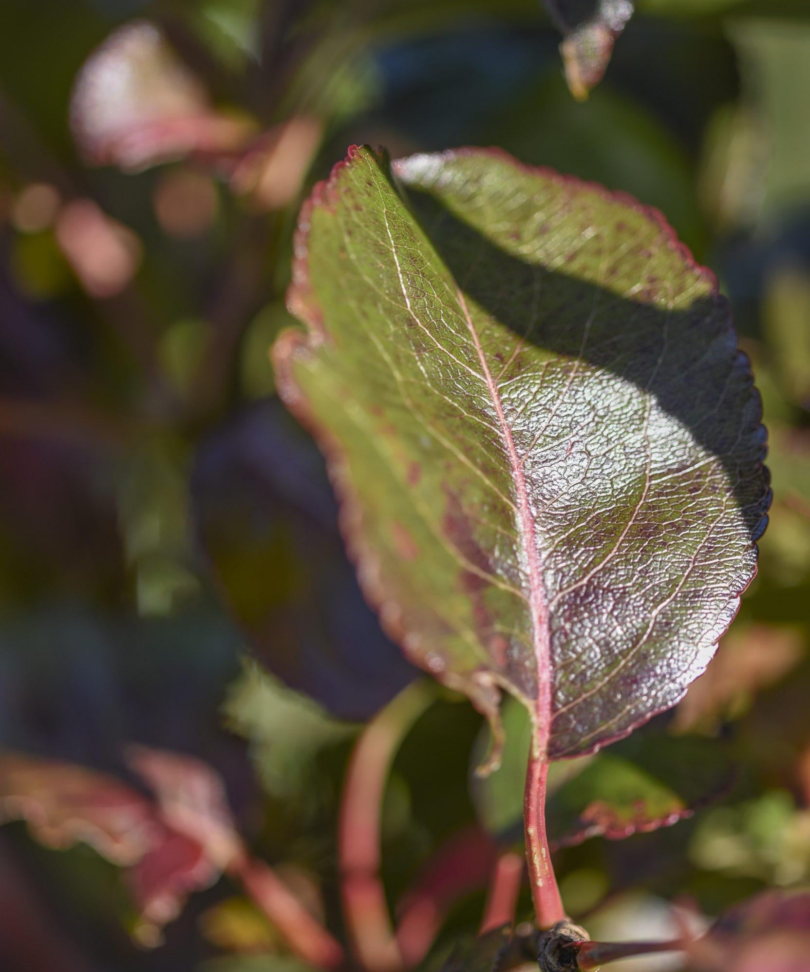 Viburnum x burkwoodii 1 1 1663x2491 1