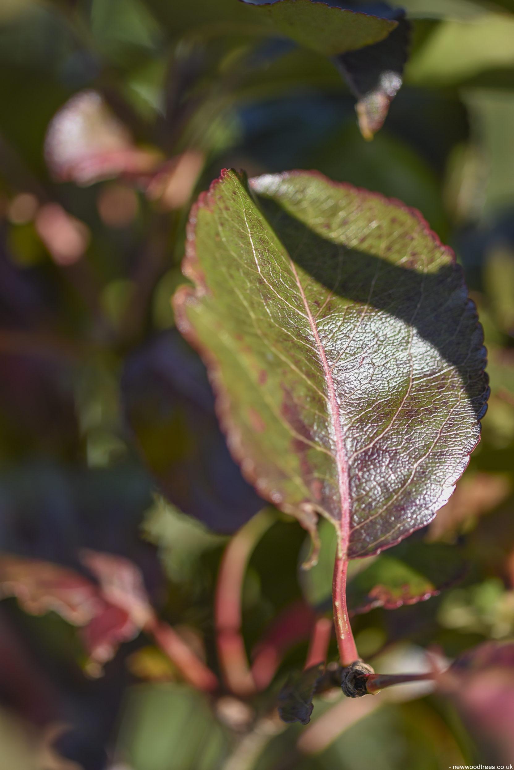 Viburnum x burkwoodii 1 1 1663x2491 1