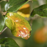 Viburnum x burkwoodii 1 2 1663x2491 1