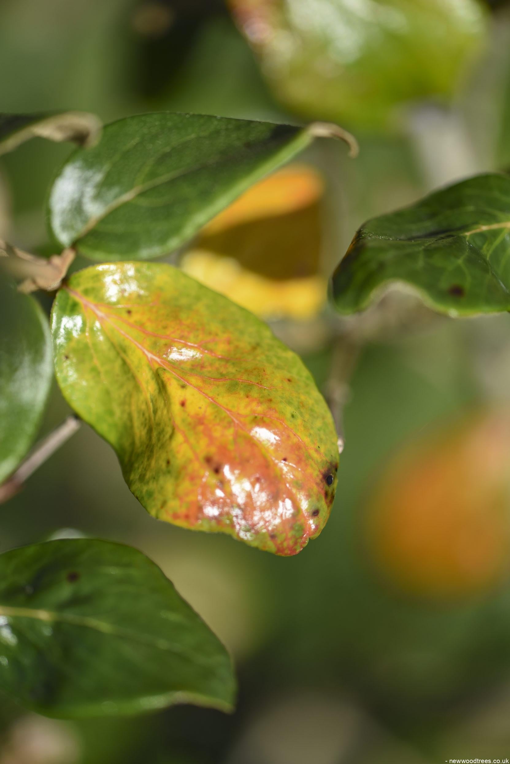 Viburnum x burkwoodii 1 2 1663x2491 1