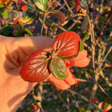 Viburnum x burkwoodii 1 3 1663x2217 1