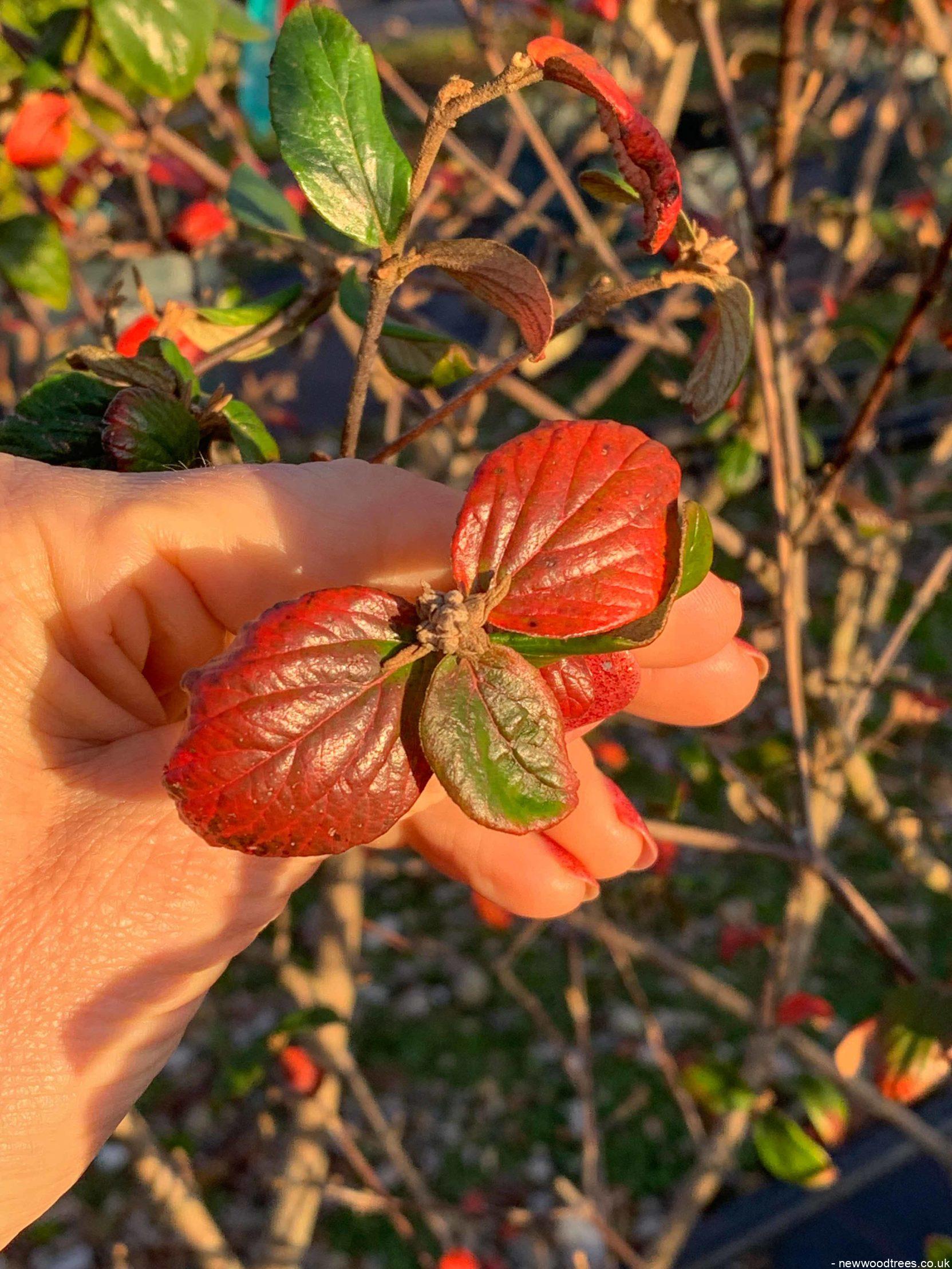Viburnum x burkwoodii 1 3 1663x2217 1
