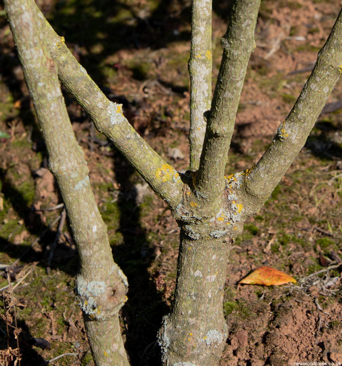 Viburnum x burkwoodii 1403x1500 1