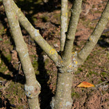 Viburnum x burkwoodii 1403x1500 1