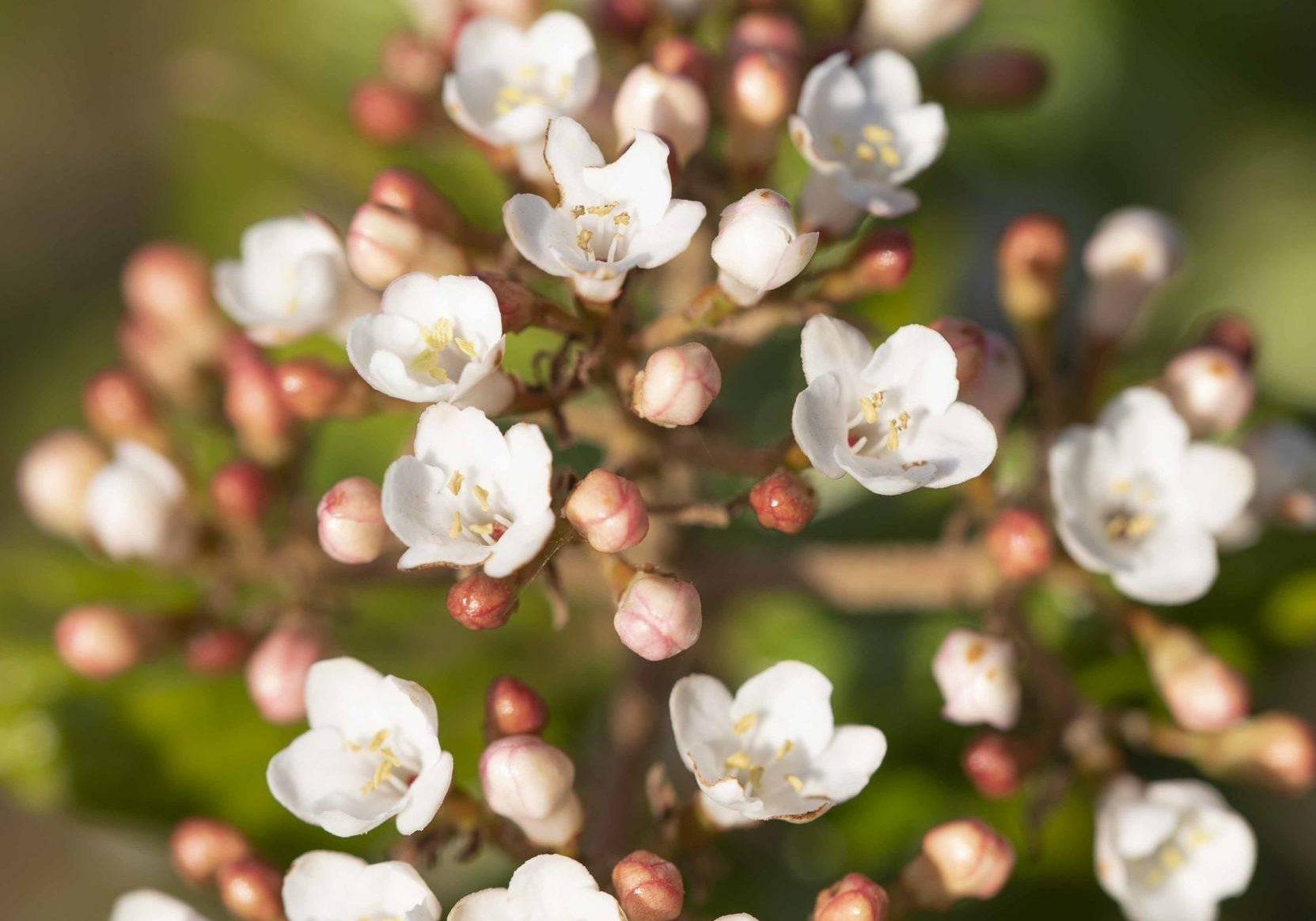 Viburnum x burkwoodii 2 1 1663x2491 1