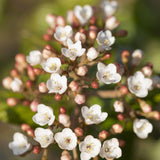 Viburnum x burkwoodii 2 1 1663x2491 1