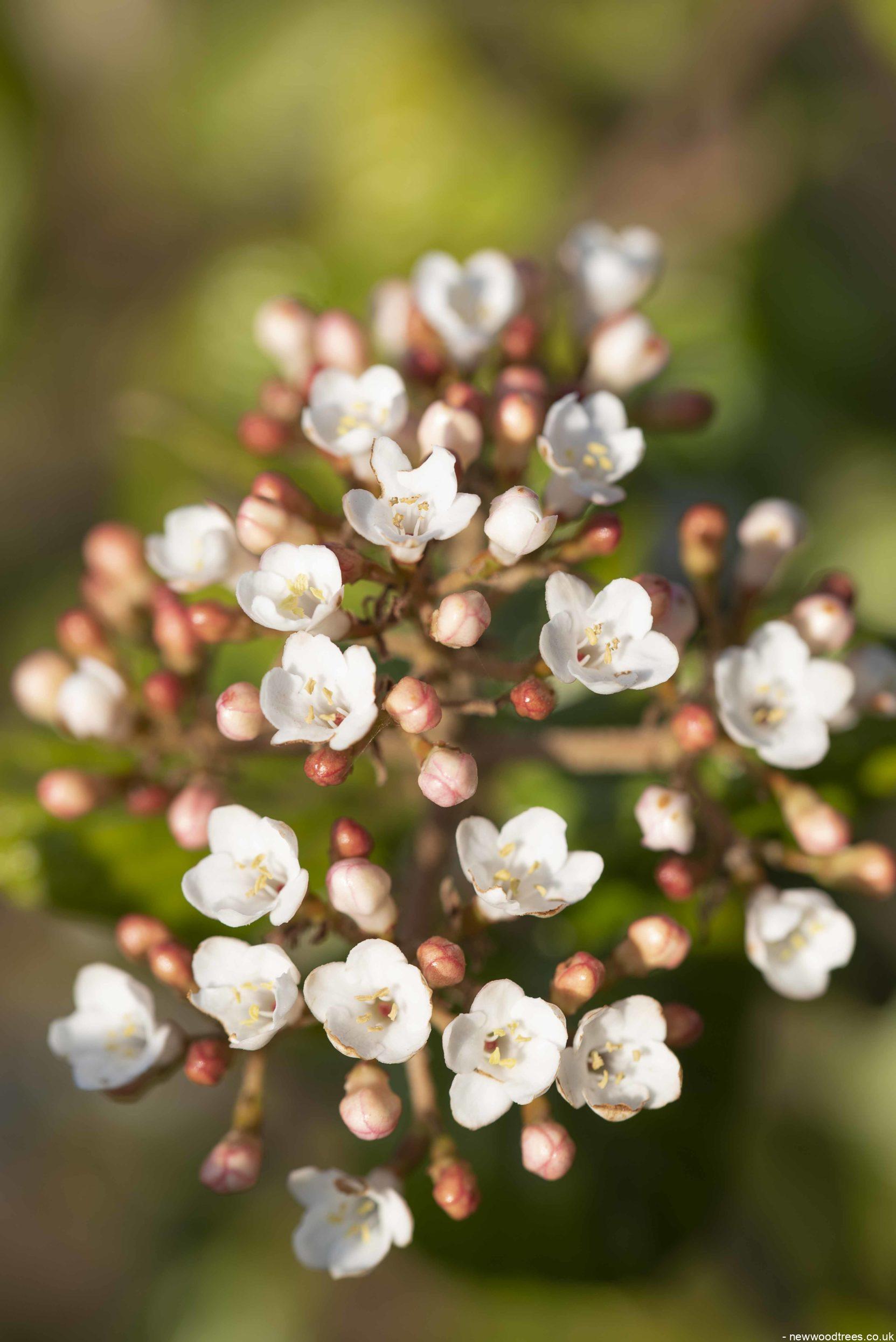Viburnum x burkwoodii 2 1 1663x2491 1