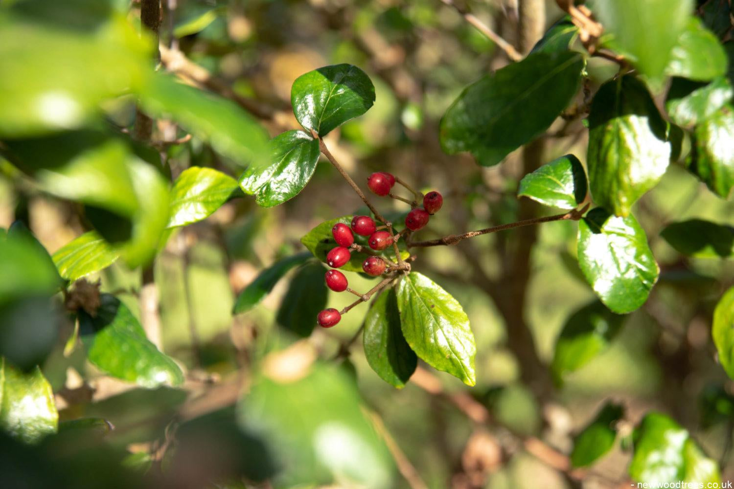 Viburnum x burkwoodii 2 1500x1001 1
