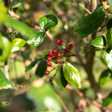 Viburnum x burkwoodii 2 1500x1001 1